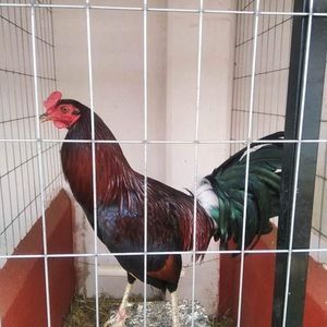 Meet your Posher, Camilo